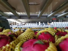 南美国际空运-广西农民也能一键发货 菜鸟数智物流带来“水果自由”